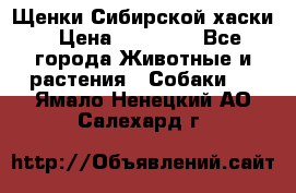 Щенки Сибирской хаски › Цена ­ 18 000 - Все города Животные и растения » Собаки   . Ямало-Ненецкий АО,Салехард г.